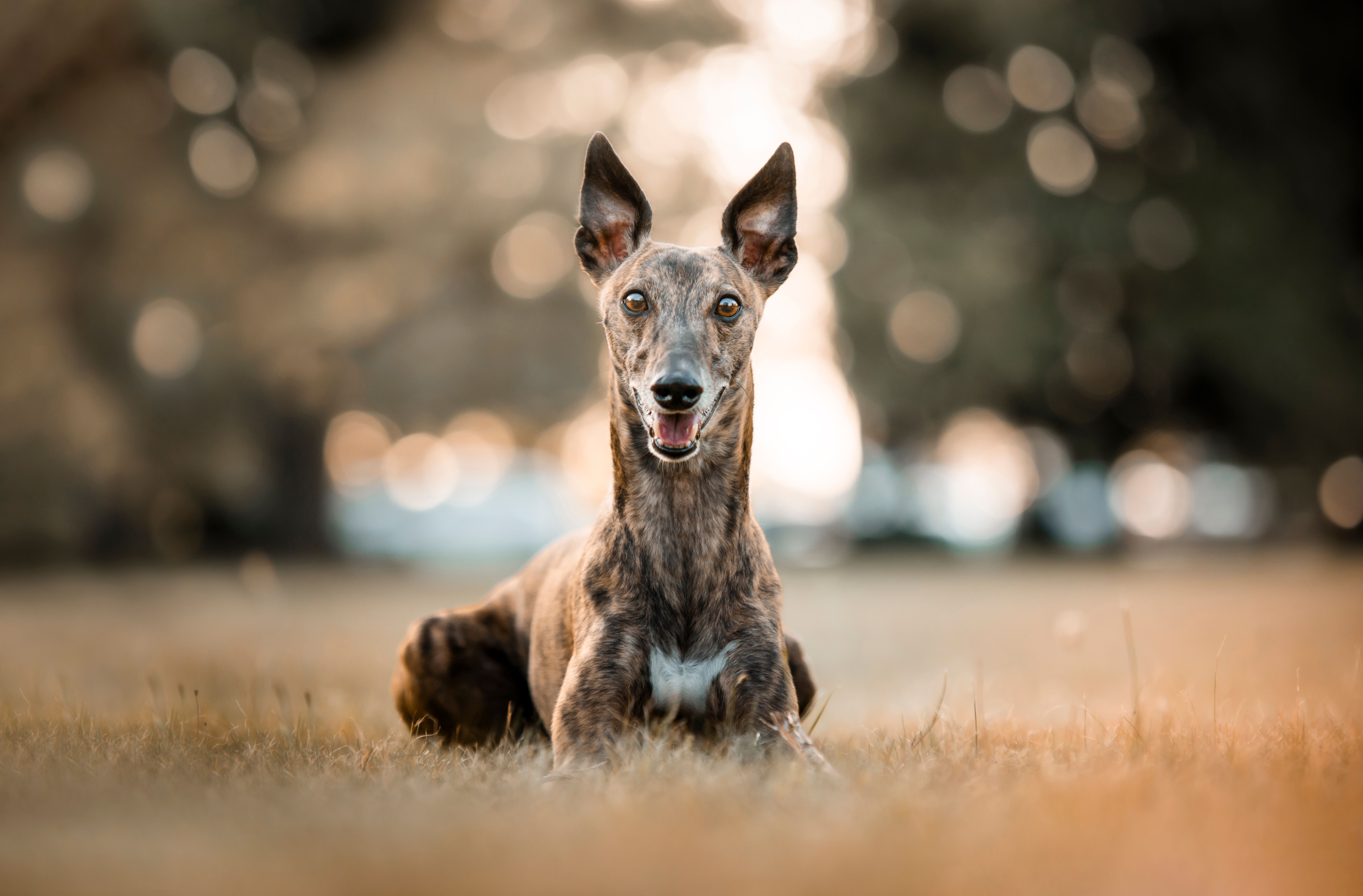 Galgo